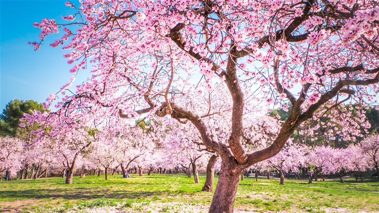 Die Pracht der Mandelblüte erleben ©Vivvi Smak/adobestock